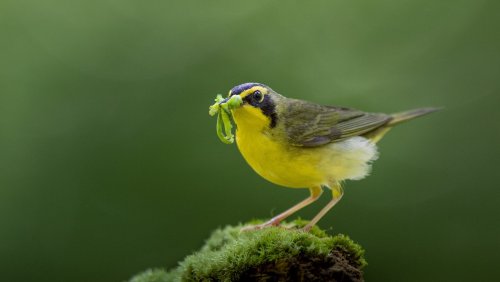 Clever Tricks For Attracting Birds To Your Garden