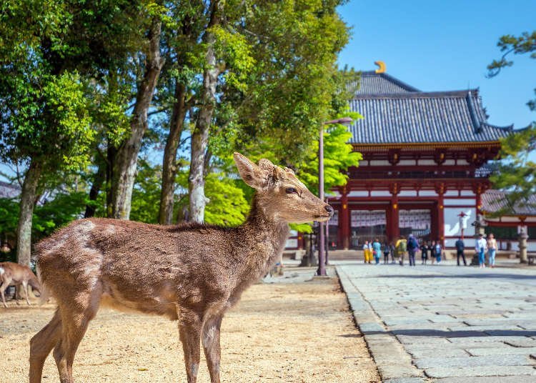 Our Ultimate Guide to Magnificent Nara