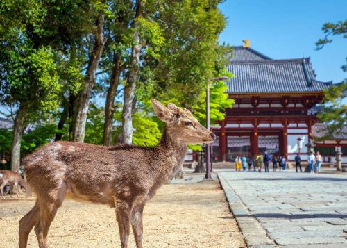 Our Ultimate Guide to Magnificent Nara