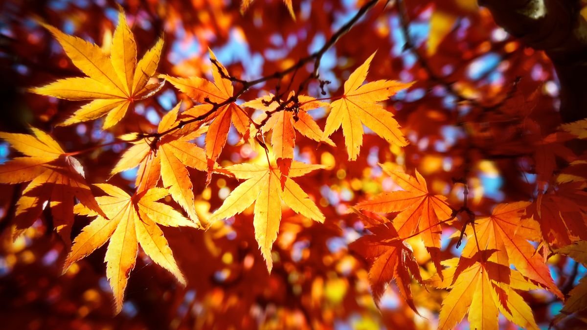 Autumn Equinox: Seasonal Myths and Facts