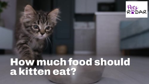 How Much Food Should A Kitten Eat? | PetsRadar