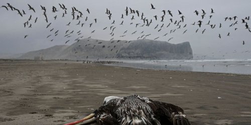 How Worried Should We Be About Bird Flu?