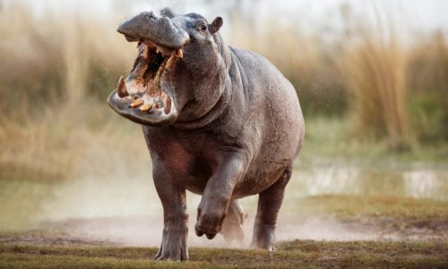 Being chased by an angry hippo looks just as terrifying as you imagined