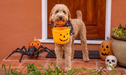 How to Have a Fun and Pet-Friendly Halloween