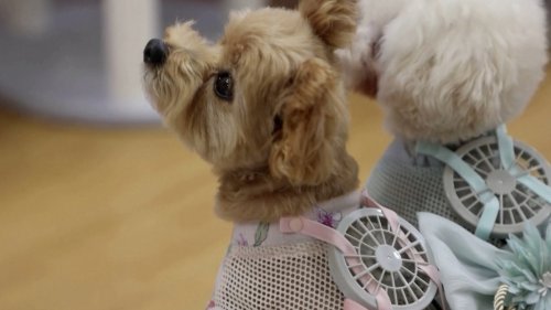 These Dogs in Japan Are Wearing These Amazing Fans To Stay Cool