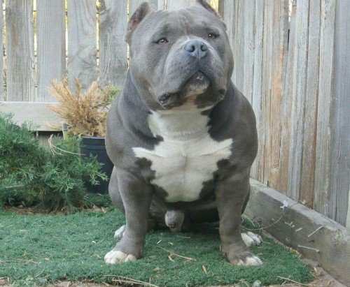 American Bully cover image