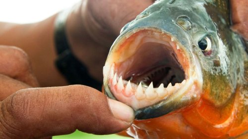 Can you get eaten by piranhas?
