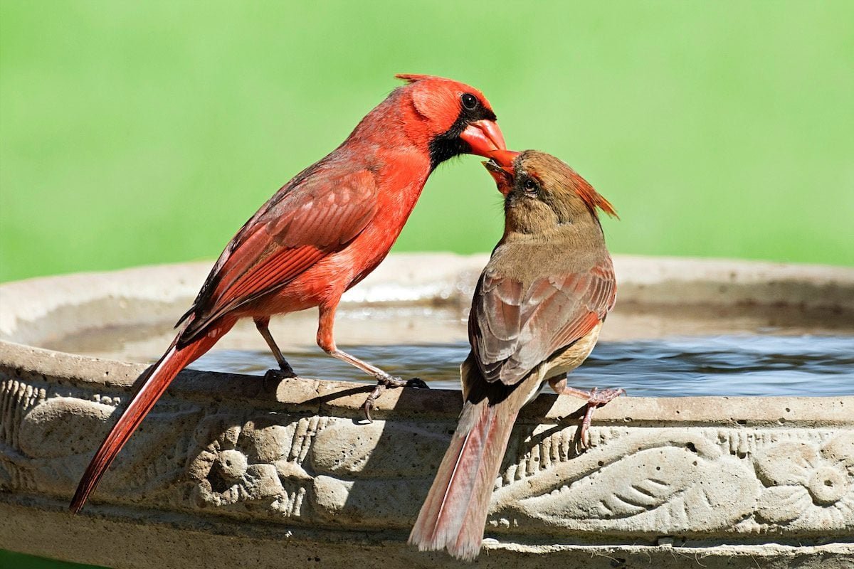 Here’s How to Attract Birds to a Bird Bath