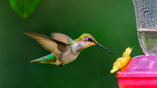 Genius Tricks That'll Help Bring More Hummingbirds To Your Bird Feeder 