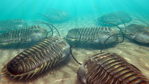 What Made Trilobites the Weirdest Prehistoric Sea Creatures?
