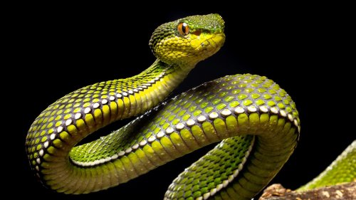 Look Out For These Dangerous Snakes On Your Next Outdoor Adventure
