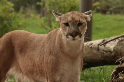 Listen to this chilling mountain lion growl before you take your next hike