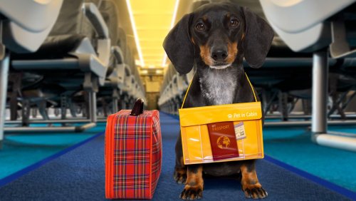5 Steps To Prepare Your Pet For Their First Flight