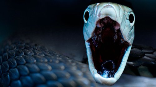 Why Black Mambas Are The Deadliest Snakes