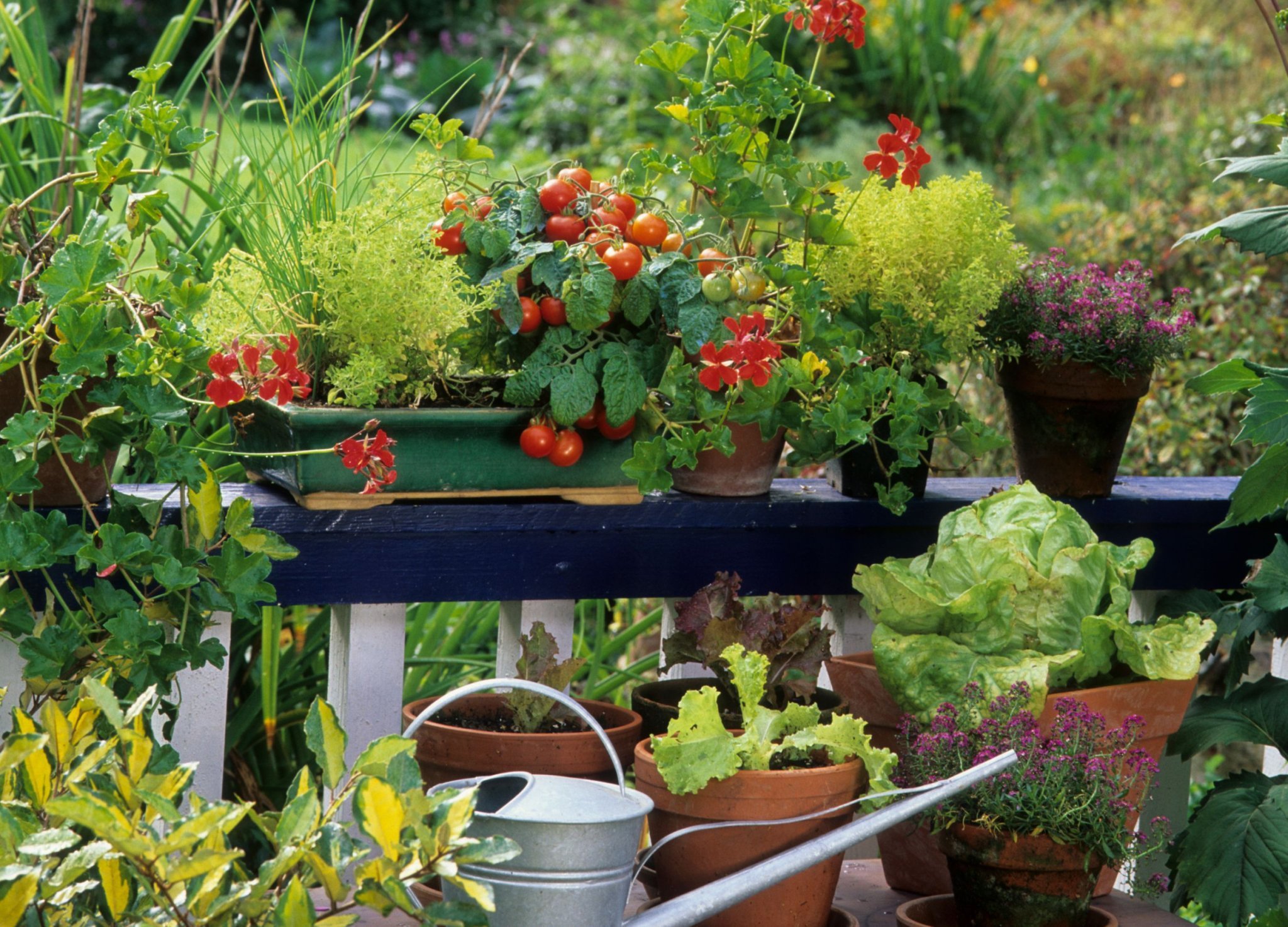 6 BEST VEGETABLES YOU CAN GROW IN CONTAINERS