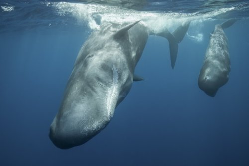 Watch: Did these sperm whales get caught 'chatting' and 'cuddling'? 