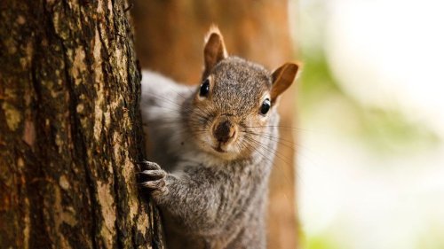 5 Things You Didn't Know About Squirrels — Plus More Squirrel Tales