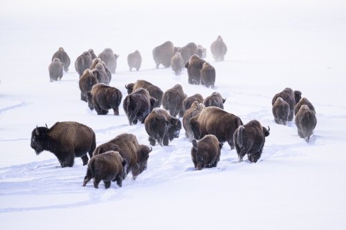 Viral video of a bison charging snowmobilers is exactly what Yellowstone is