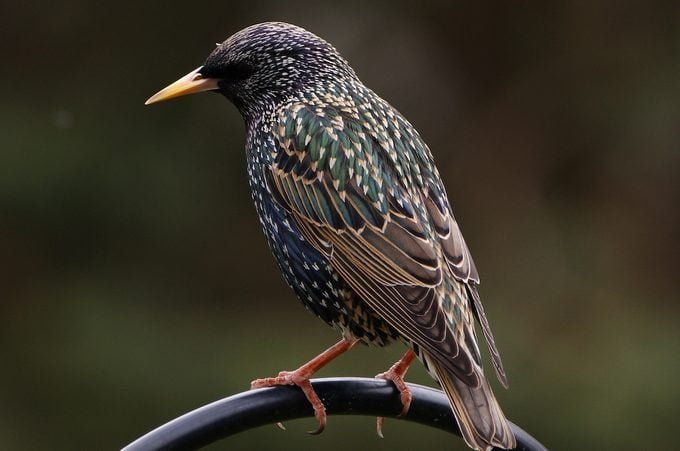 Are Starlings Bad? What to Know About European Starlings | Flipboard