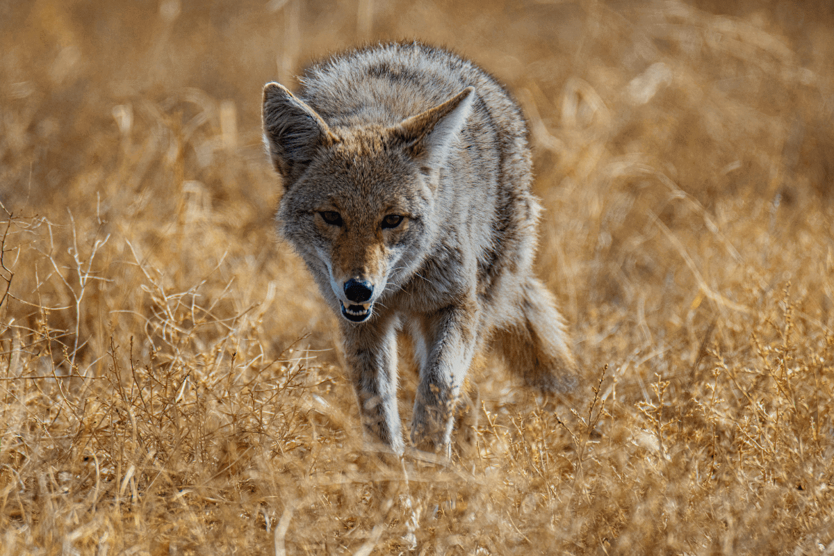 These powerful images might change your opinion on coyotes