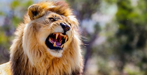 Pet lion eats owner just one day after adoption in wild way