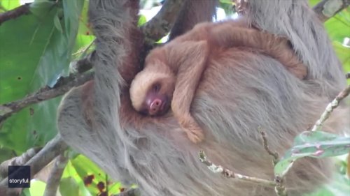 Baby Sloth Looks Picture of Contentment as It Clings to Mother
