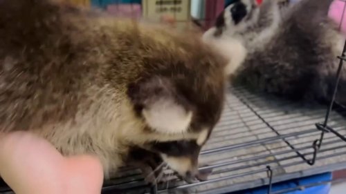 Thailand: Pet raccoon drinks bottle of milk by itself