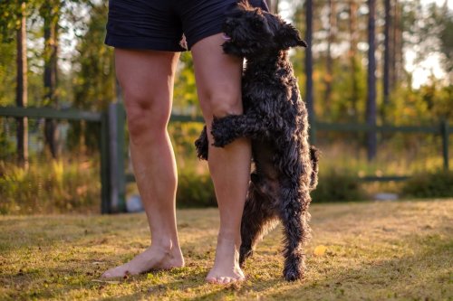Why Dogs Hump—and Other Dog Behavior, Explained