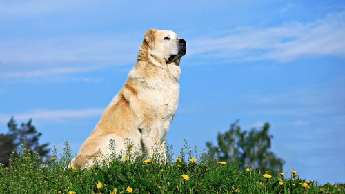 Powerful Dog Breeds that Can Take Down a Wolf