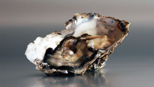 How Do Oysters Make Pearls? — Plus More About Mollusks