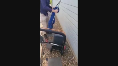 Snake Catcher Tickles Large Carpet Python to Get It Out of Lawn Mower