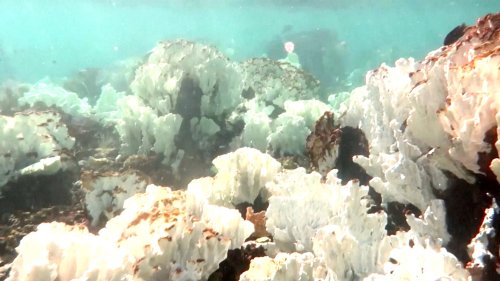 Our Planet’s Coral Reefs Are Entering a 4th Mass Bleaching and It Could be Their Last