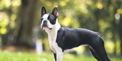 15 Short-Haired Dog Breeds in It for the Long Haul