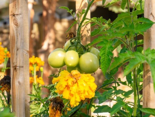 Garten - cover