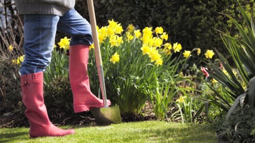 The Unexpected Kitchen Scrap That'll Give Your Daffodils A Boost