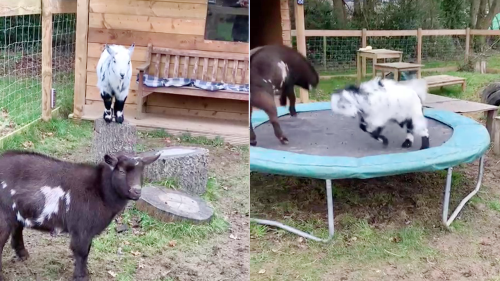 ''Living the best life!' Baby goats trying to jump on the trampoline '