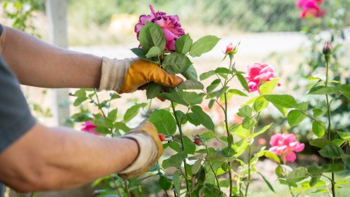 Common mistakes to avoid when deadheading your flowers 