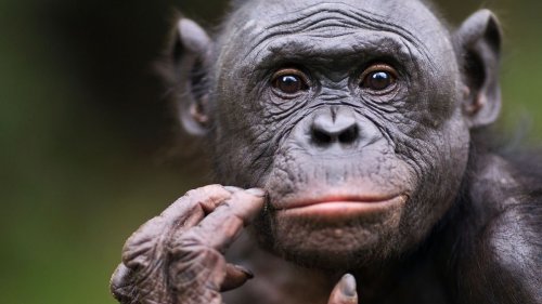 Top 10 Smartest Animals — Plus Other Fun Animal Facts