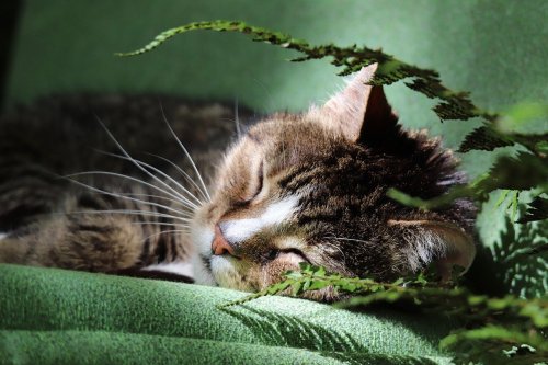 10 Cat Behaviors That Only Appear in Deeply Secure Homes