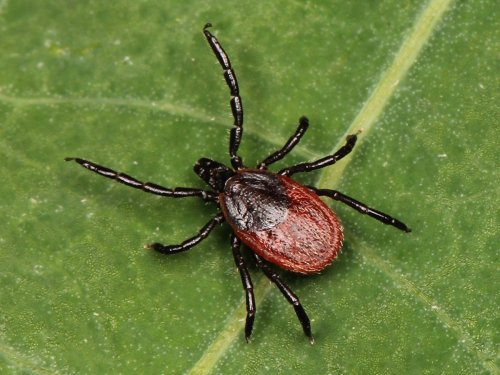 The mysterious chronic Lyme disease nightmare