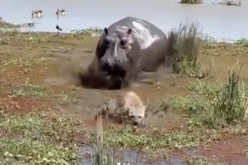 A hyena wasn't sure if a hippo was dead or asleep — he made the wrong call