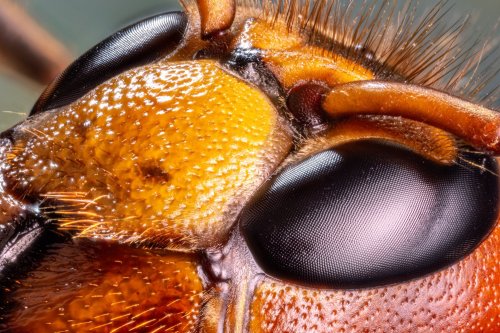 What happens when hornets get wasted on absinthe? The wild results revealed