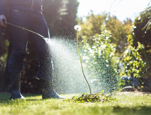 THE BEST TIME OF YEAR TO APPLY WEED KILLER TO YOUR LAWN