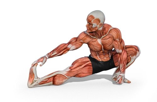 10 Stretches That End Muscle Pain and Boost Flexibility Fast