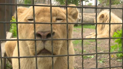 Odesa’s zoo offers refuge to animals from war regions
