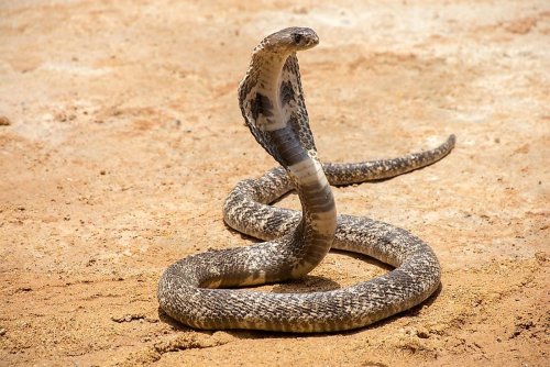 The 9 Most Snake Infested Areas In The US