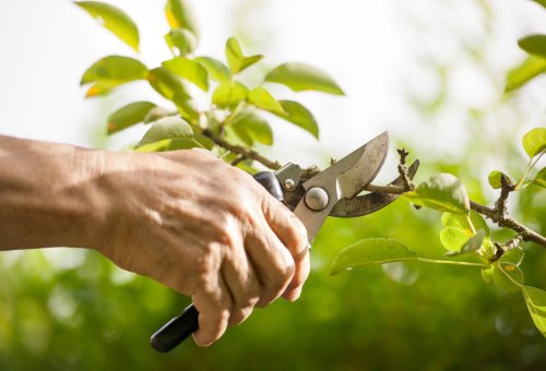 10 PLANTS YOU SHOULD NOT PRUNE IN SPRING