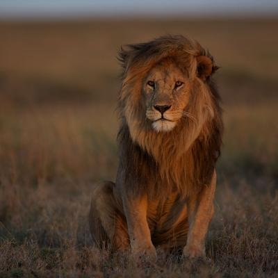 Welttag des Löwen