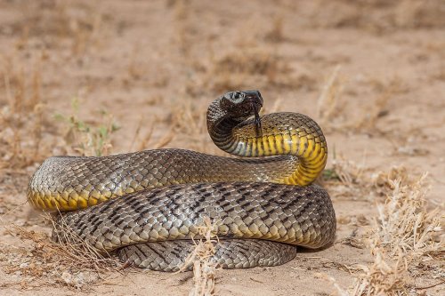 The 10 Most Venomous Snakes In The W