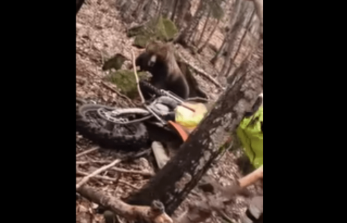 A heart-stopping video shows an angry bear attacking dirt bikers